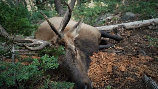 The Call to the Wild